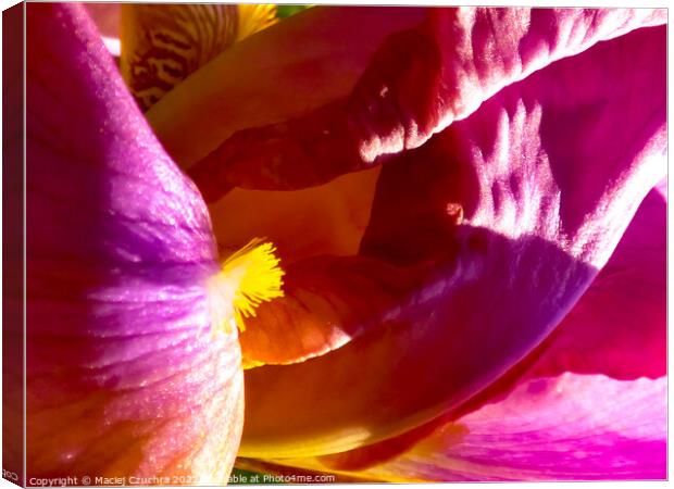 Inner World of Iris Flower Canvas Print by Maciej Czuchra