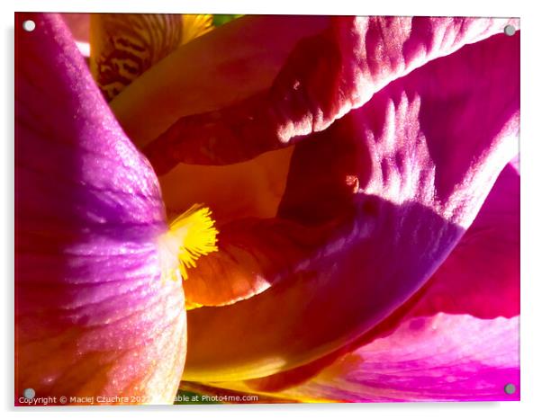 Inner World of Iris Flower Acrylic by Maciej Czuchra