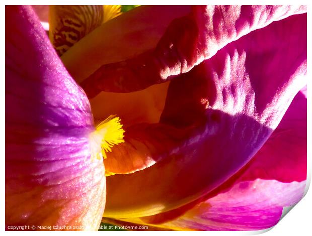 Inner World of Iris Flower Print by Maciej Czuchra