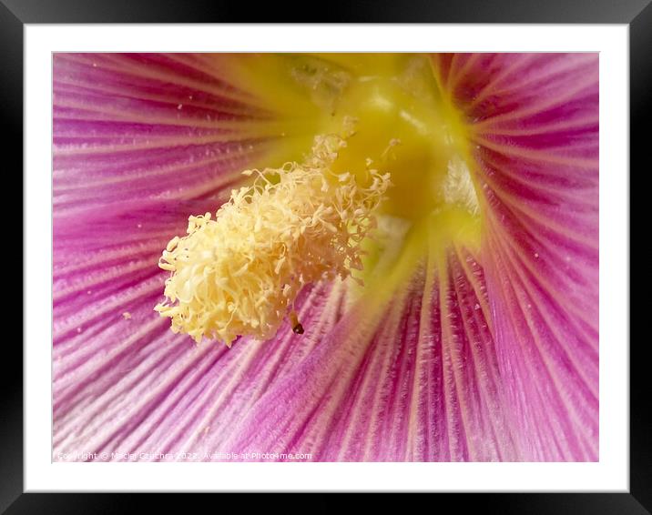 Inner Cosmos of Hibiscus Framed Mounted Print by Maciej Czuchra