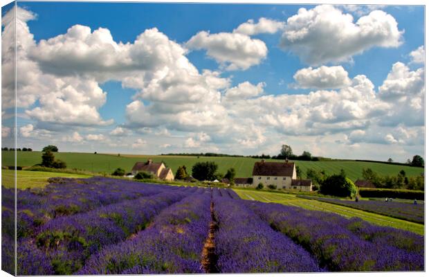 Lavender Field Summer Flowers Cotswolds Worcestershire England Canvas Print by Andy Evans Photos