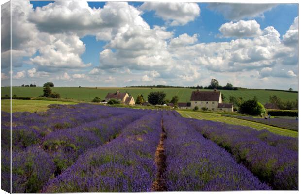 Lavender Field Summer Flowers Cotswolds Worcestershire England Canvas Print by Andy Evans Photos