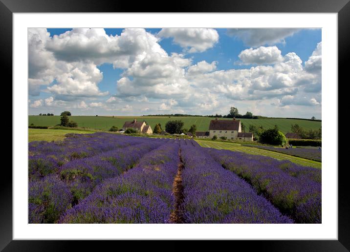 Lavender Field Summer Flowers Cotswolds Worcestershire England Framed Mounted Print by Andy Evans Photos