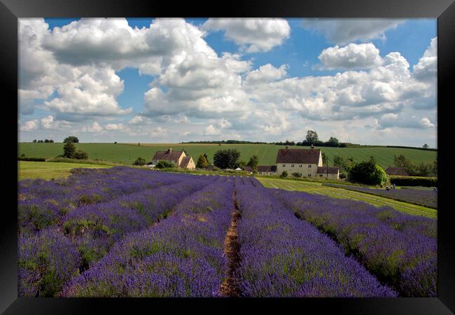 Lavender Field Summer Flowers Cotswolds Worcestershire England Framed Print by Andy Evans Photos
