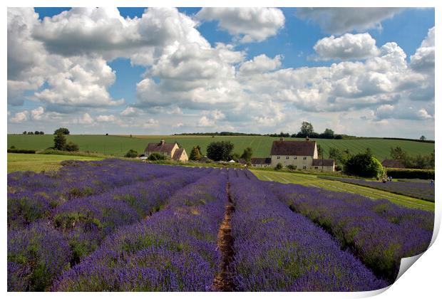 Lavender Field Summer Flowers Cotswolds Worcestershire England Print by Andy Evans Photos