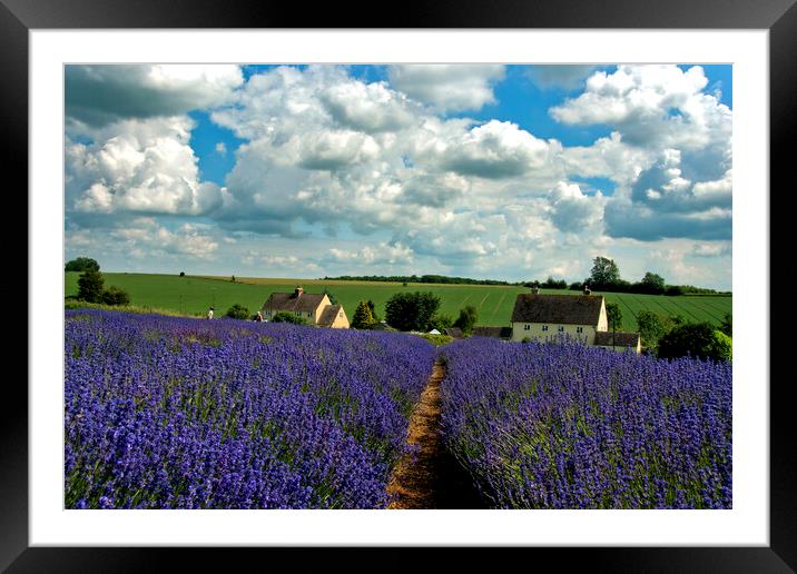 Lavender Field Summer Flowers Cotswolds Worcestershire England Framed Mounted Print by Andy Evans Photos