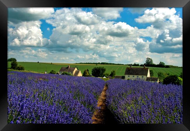 Lavender Field Summer Flowers Cotswolds Worcestershire England Framed Print by Andy Evans Photos