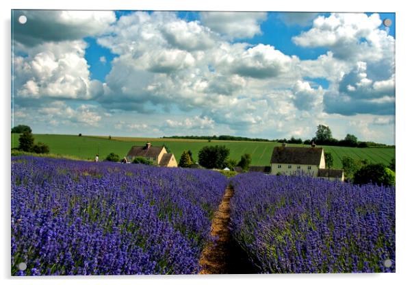 Lavender Field Summer Flowers Cotswolds Worcestershire England Acrylic by Andy Evans Photos