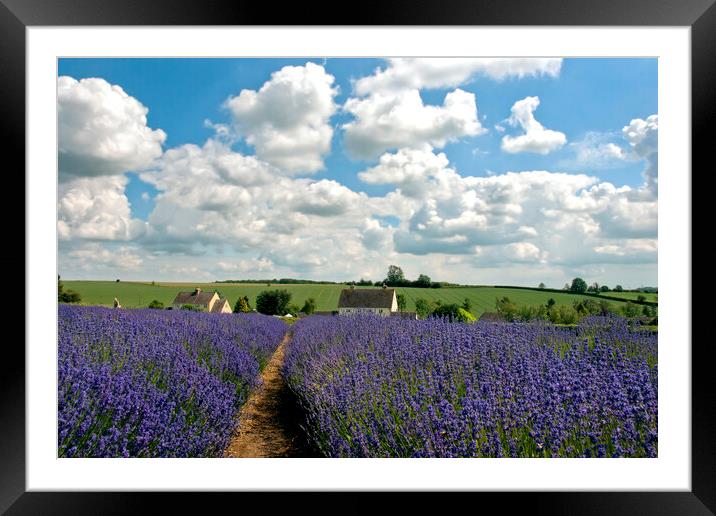 Lavender Field Summer Flowers Cotswolds Worcestershire England Framed Mounted Print by Andy Evans Photos
