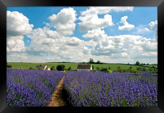 Lavender Field Summer Flowers Cotswolds Worcestershire England Framed Print by Andy Evans Photos
