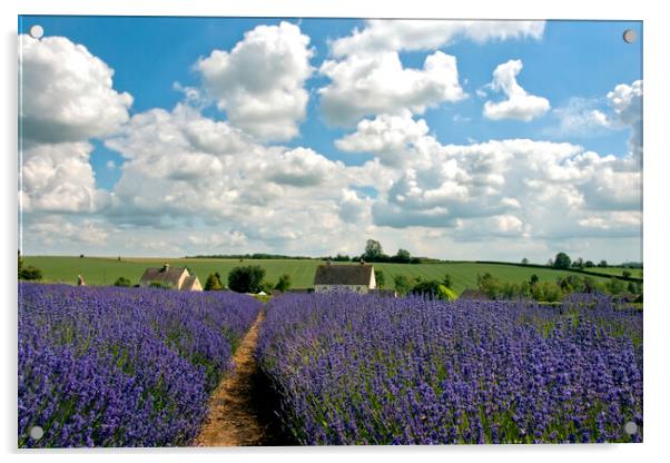 Lavender Field Summer Flowers Cotswolds Worcestershire England Acrylic by Andy Evans Photos