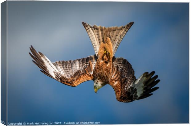Diving Red Kite Canvas Print by Mark Hetherington