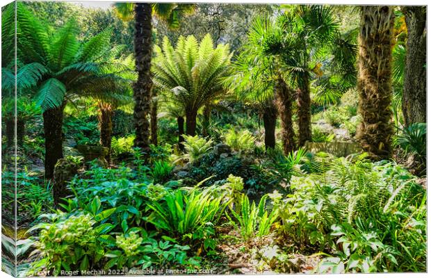 New Zealand tree ferns in a tropical Garden Canvas Print by Roger Mechan