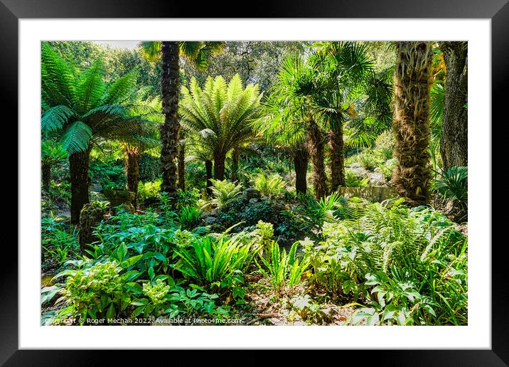 New Zealand tree ferns in a tropical Garden Framed Mounted Print by Roger Mechan