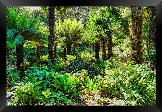 New Zealand tree ferns in a tropical Garden Framed Print by Roger Mechan
