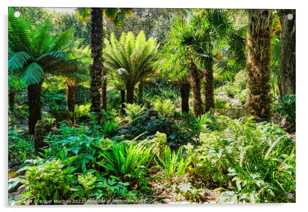 New Zealand tree ferns in a tropical Garden Acrylic by Roger Mechan