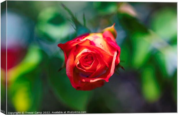 Single Red Rose Canvas Print by Trevor Camp