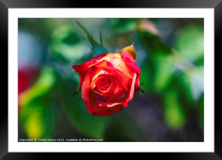 Single Red Rose Framed Mounted Print by Trevor Camp