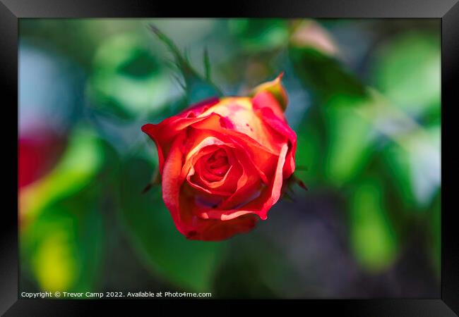 Single Red Rose Framed Print by Trevor Camp