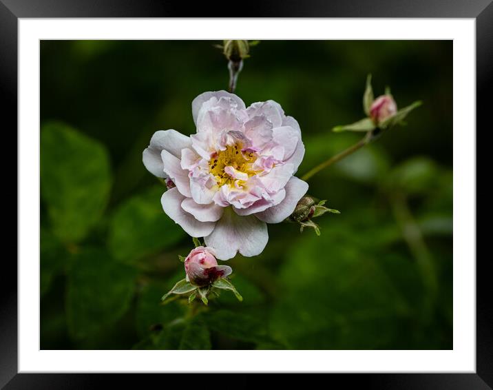 The Single Petal of a Rose Framed Mounted Print by Gerry Walden LRPS