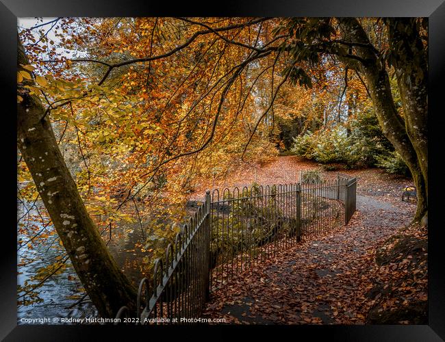 A Pathway to Autumn Bliss Framed Print by Rodney Hutchinson