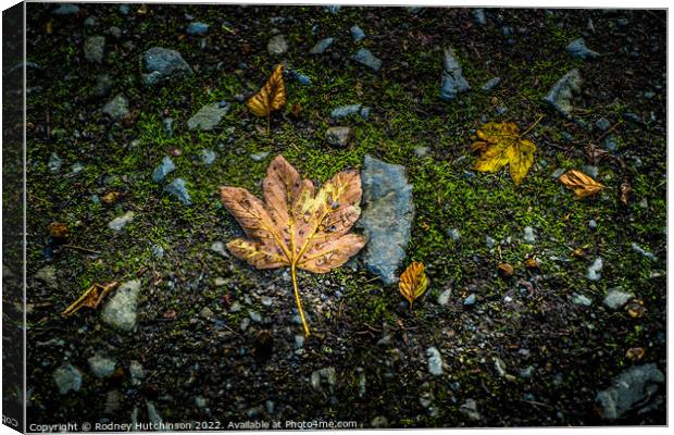 Fallen Leaves Canvas Print by Rodney Hutchinson