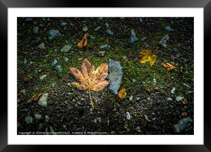 Fallen Leaves Framed Mounted Print by Rodney Hutchinson