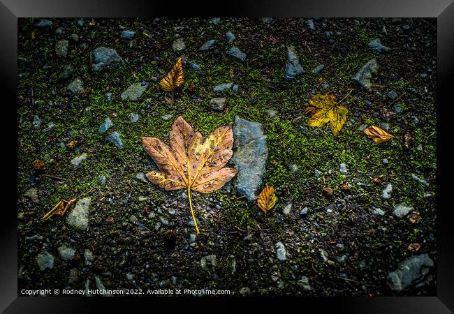 Fallen Leaves Framed Print by Rodney Hutchinson