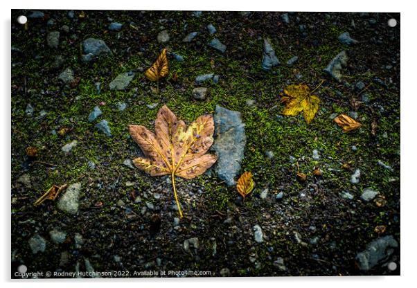 Fallen Leaves Acrylic by Rodney Hutchinson