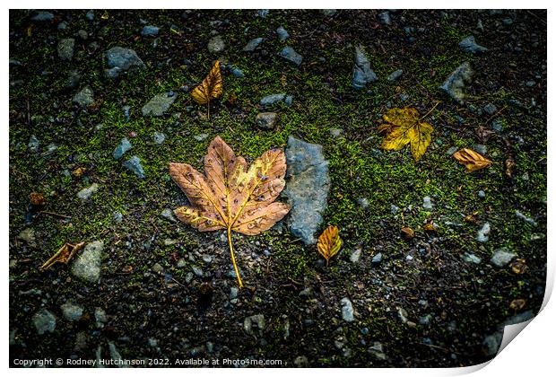 Fallen Leaves Print by Rodney Hutchinson