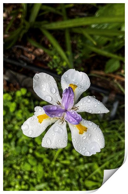 Purple, White, Gold and Brown African Butterfly Iris, Fortnight  Print by Antonio Ribeiro