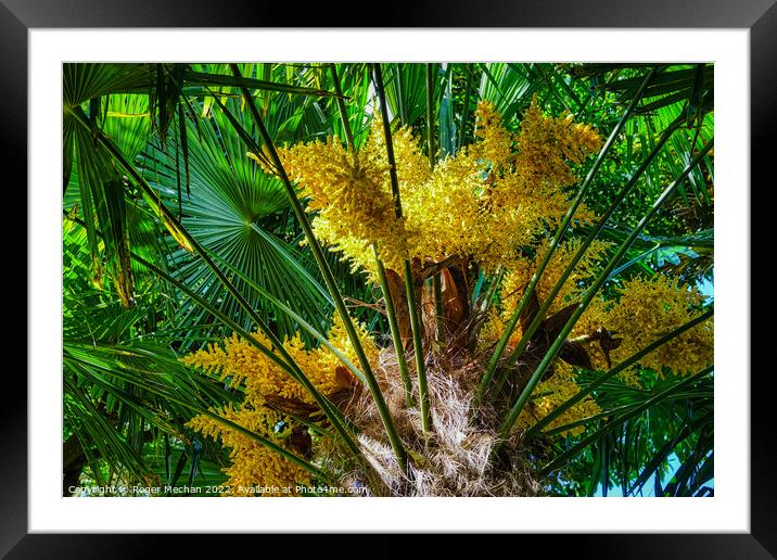 Intense Yellow Flowers of the European Fan-Palm Framed Mounted Print by Roger Mechan