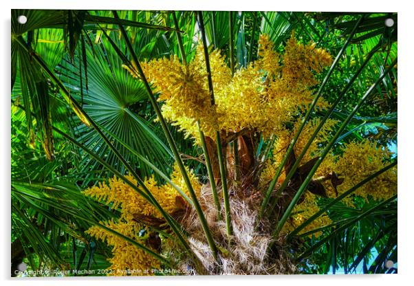 Intense Yellow Flowers of the European Fan-Palm Acrylic by Roger Mechan