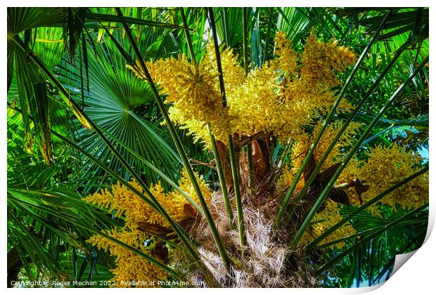Intense Yellow Flowers of the European Fan-Palm Print by Roger Mechan