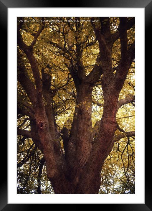 Branching Out Framed Mounted Print by Christine Lake