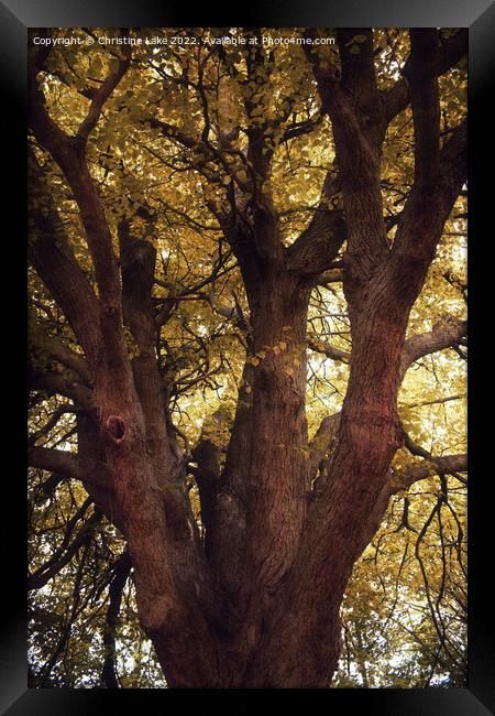 Branching Out Framed Print by Christine Lake