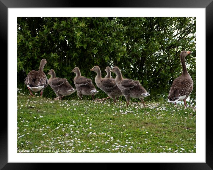 Grelag Goose Family. Framed Mounted Print by Mark Ward