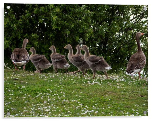 Grelag Goose Family. Acrylic by Mark Ward