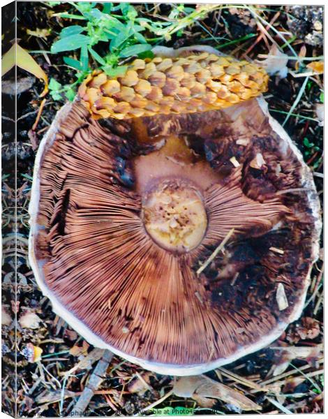 Fallen Toadstool Canvas Print by Stephanie Moore