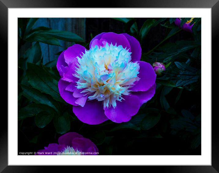 Pink Peony Framed Mounted Print by Mark Ward