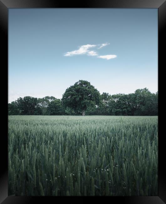 Tree in Field Framed Print by Mark Jones