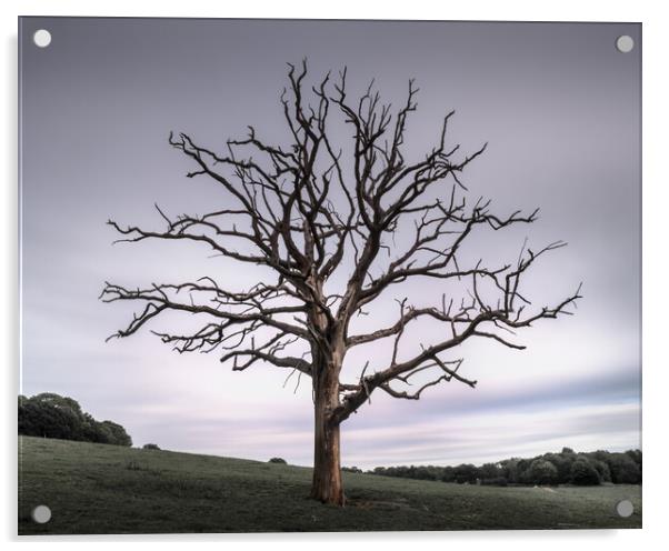Tree in Field Acrylic by Mark Jones