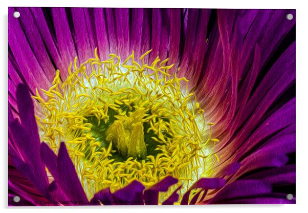 Mesmerizing Mesembryanthemum Acrylic by David McGeachie