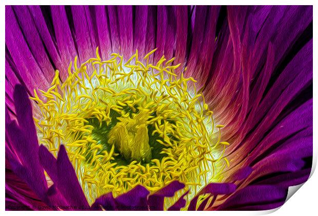 Mesmerizing Mesembryanthemum Print by David McGeachie