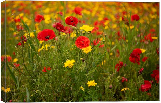  wildflowers, poppies, and marigolds, Canvas Print by kathy white
