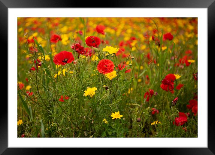  wildflowers, poppies, and marigolds, Framed Mounted Print by kathy white