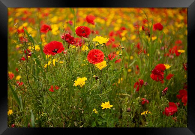  wildflowers, poppies, and marigolds, Framed Print by kathy white