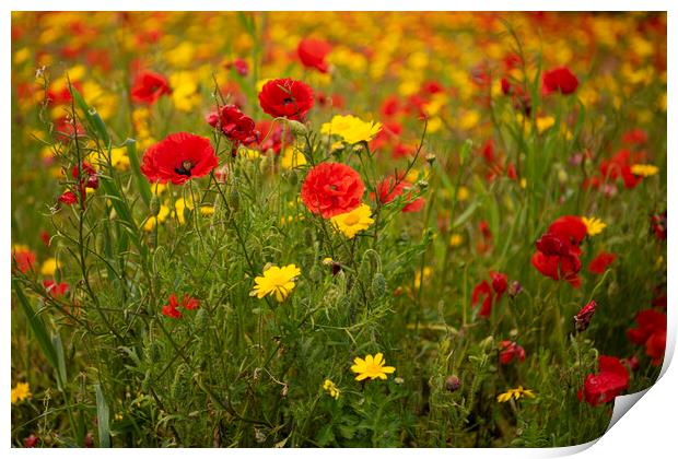  wildflowers, poppies, and marigolds, Print by kathy white