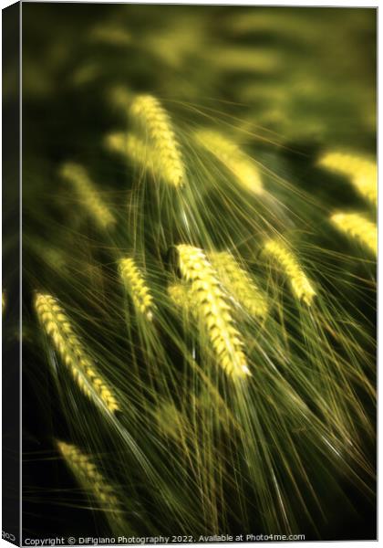 Dream of Wheat Canvas Print by DiFigiano Photography