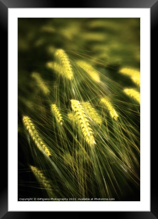 Dream of Wheat Framed Mounted Print by DiFigiano Photography